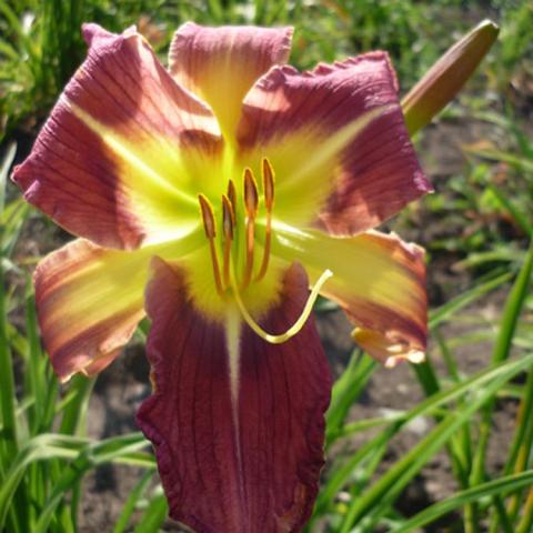 Hemerocallis Star of Fantasy, dark mauve petals and wide yellow green throat