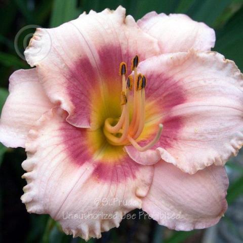 Hemerocallis Sugar Sweet Candy, light pink petals, dark pink eyezone, yellow that