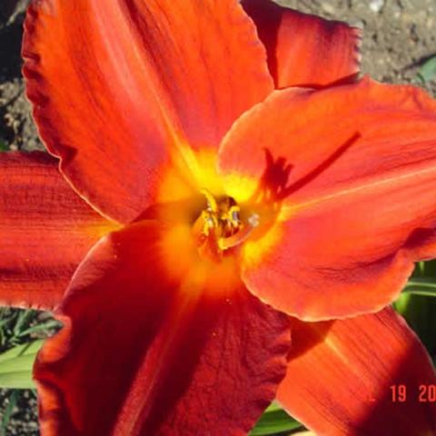 Hemerocallis Tanager, dark red-orange with a yellow throat