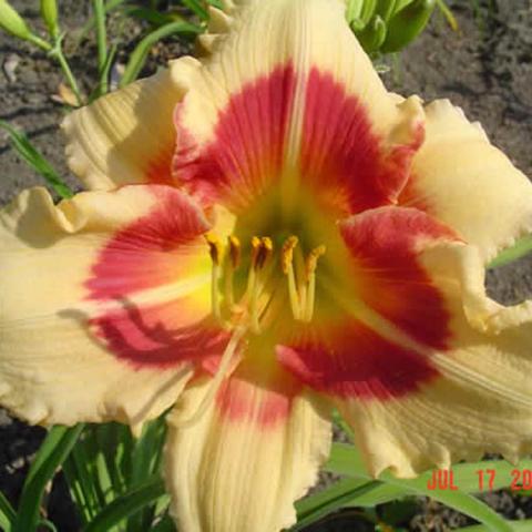 Hemerocallis Todd Monroe, light yellow with a red eyezone and yellow-green that