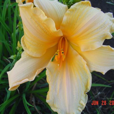 Hemerocallis Tropic Tangerine, cream to light orange in the center