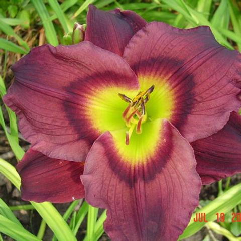 Hemerocallis Which Way Jim, dark maroon petals and bright light green throat