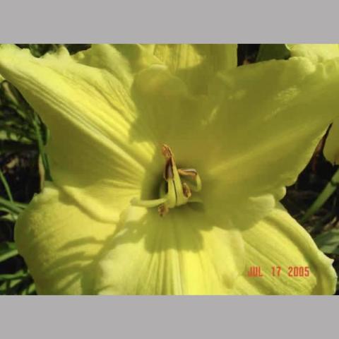 Hemerocallis Winning Ways, light bright yellow flower