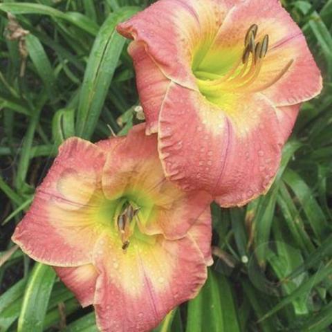 Hemerocallis William Austin Norris, mauve petals, yellow eyezone, yellow-green throat