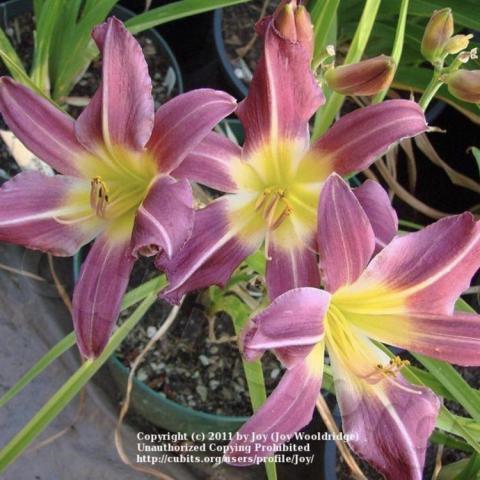 Hemerocallis Purple Arachne, long purple petals and yellow throat