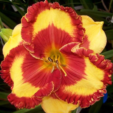 Hemerocallis Band of Fire, yellow with red center and red edges on inner petals