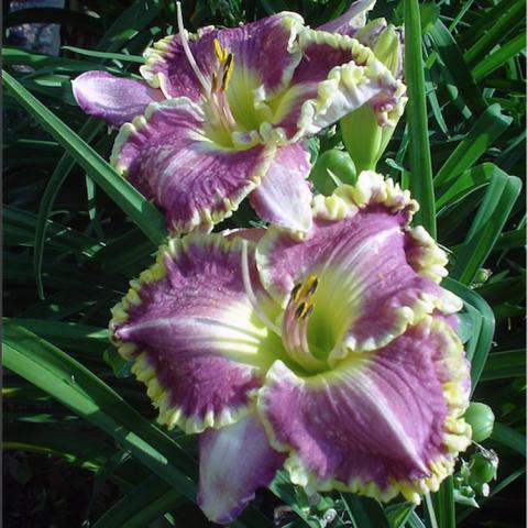 Hemerocallis Bestseller, purple petals with crimped cream edges and cream to green throat