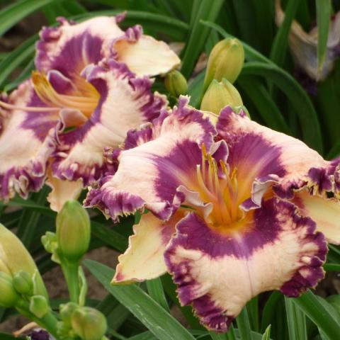 Hemerocallis Hanalei Bay, cream petals with purple crimped edges and purple eye zone