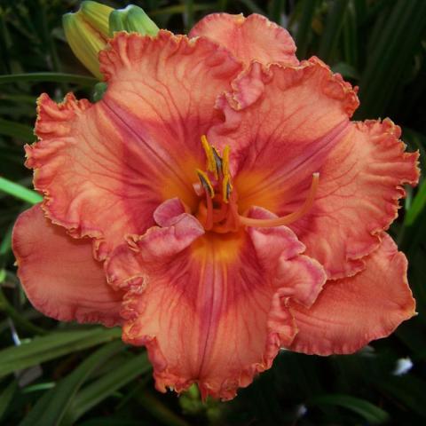 Hemerocallis Perceptive, dark coral with ruffled edges and darker center