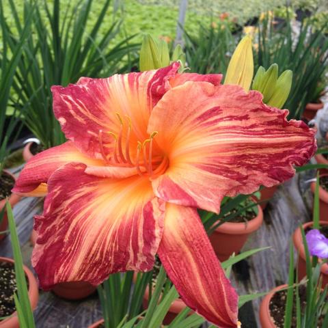 Hemerocallis Pink Stripes, red to orange stripes, light orange center