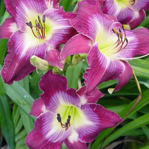 Hemerocallis Water Dragon, two tones of purple plus a light green throat