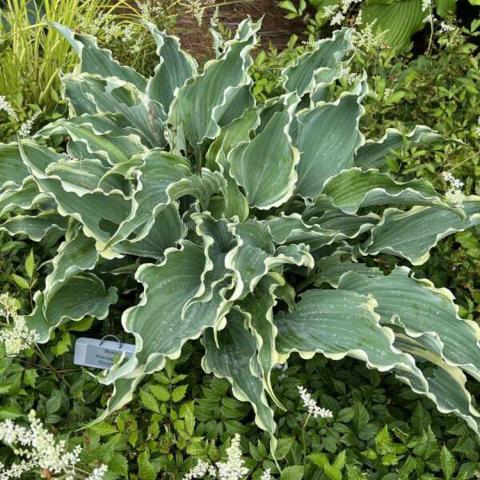 Hosta Dancing in the Moonlight, long wavy green leaves with narrow cream edges