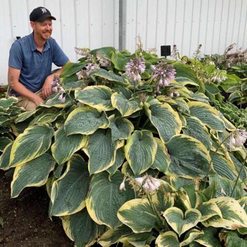 Hosta Shadowland Gigantosaurus, huge hosta with green leaves and yellow edges