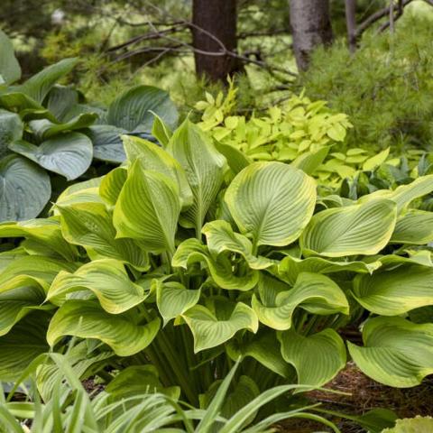 Hosta Lone Star, shiny lighter green leaves with yellow edges