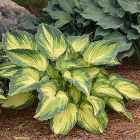 Hosta My Fair Lady, yellow centers and painted green edges