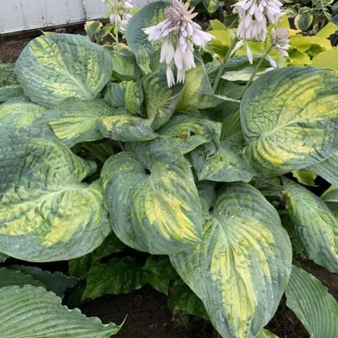 Hosta Sound of Music, dark green and yellow green variegated leaves