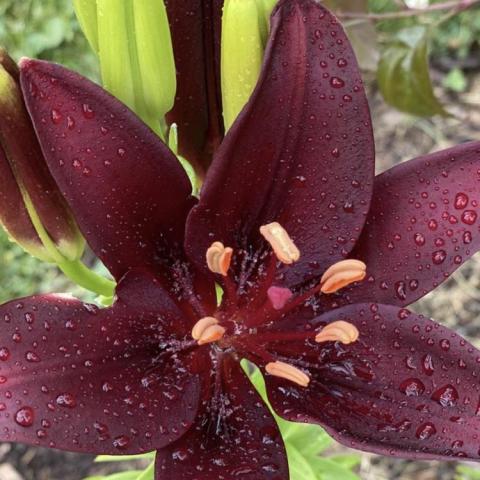 Lilium Dark Secret, very dark maroon petals