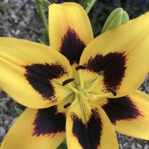 Lilium John Hancock, yellow petals with almost black marks near the center