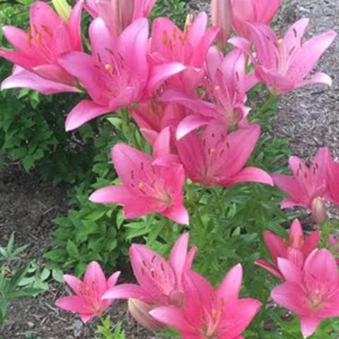 Lilium Manado, classic solid pink lilies