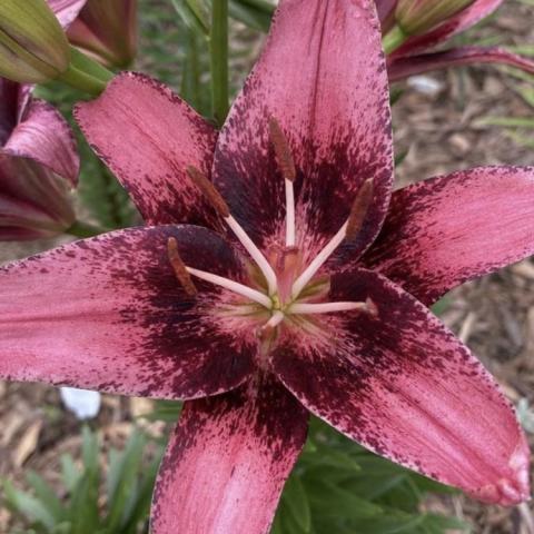 Lilium Purple Dream, dark mauve petals with dark maroon center