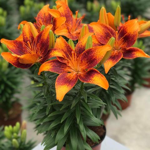 Lilium Tiny Cosmic, bright orange petals with dark burnt orange marks mid-petal