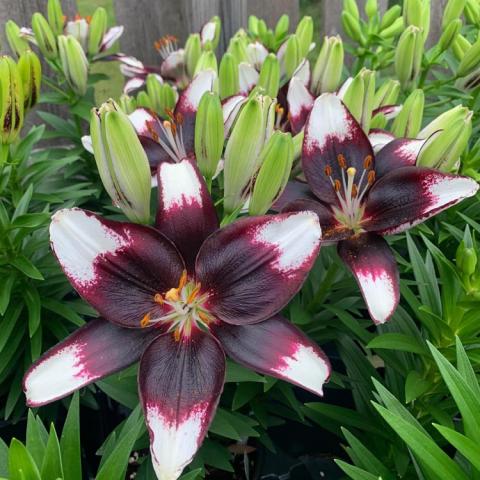 Lilium Tiny Halo Eclipse, dark wine petals with white tips