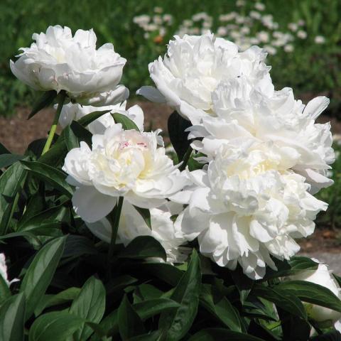 Paeonia Amalia Olson, white double flowers