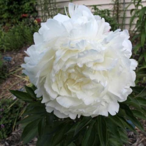 Paeonia Ann Cousins, double white flower