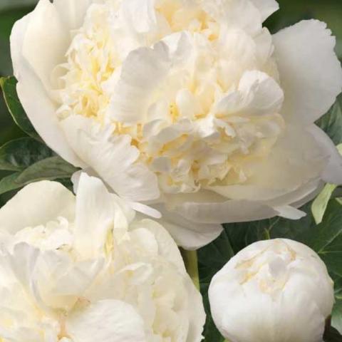 Paeonia Bridal Shower, double white flowers