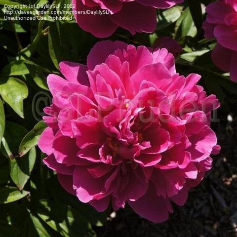 Paeonia Cherry Hill, dark magenta double flower