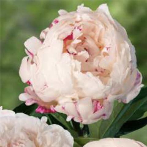 Paeonia Chinook, very cupped and rounded light pink flower with darker pink splashes