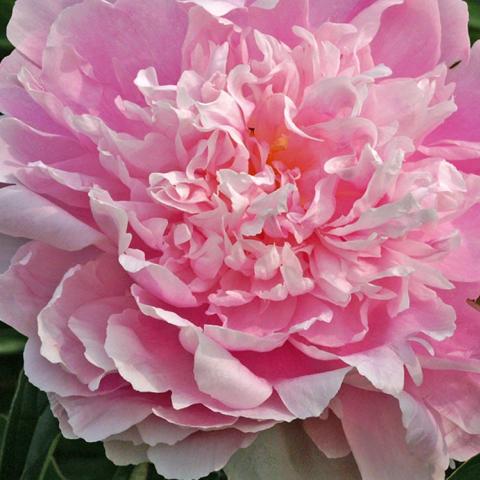 Paeonia Dinnerplate, very double pink