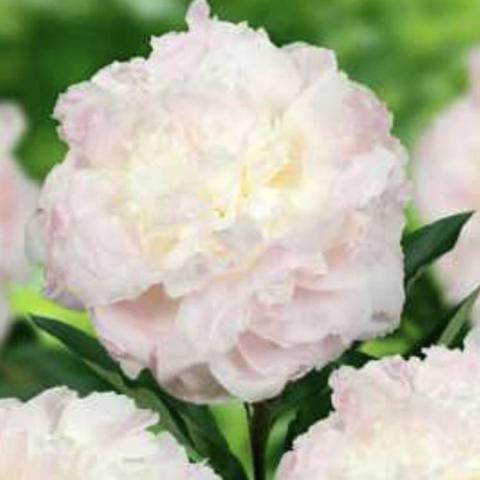 Paeonia Florence Nicholls, very light pink double