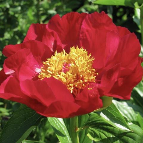 Paeonia The Mackinac Grand, wide single dark red flower with wide gold center