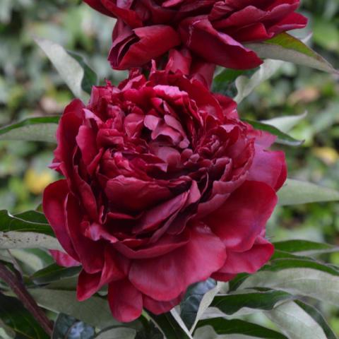 Paeonia Highlight, very dark red double flower