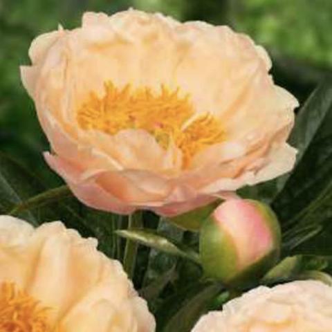 Paeonia King's Day, light peach double-petaled single with gold center