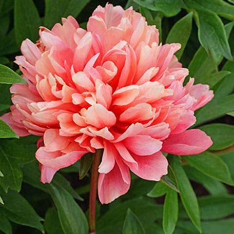 Paeonia Lorelei, tousled coral double flower