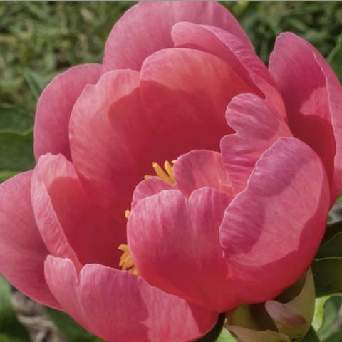 Paeonia Lovely Rose, cupped rosy pink flower with gold center