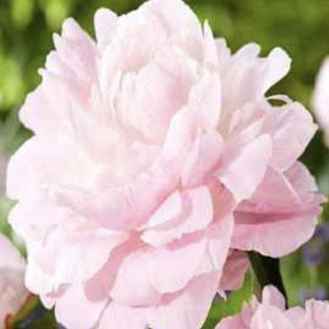 Paeonia Nancy Nora, very light pink almost white double flower