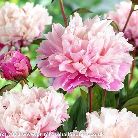 Paeonia Peaches and Cream, pink at base fading to almost white at the top