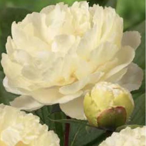 Paeonia Sunny Girl, very light yellow almost white double