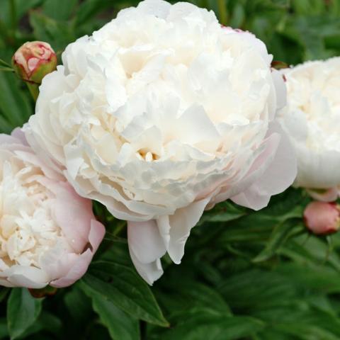 Paeonia Vogue, cupped double white with pink blushes