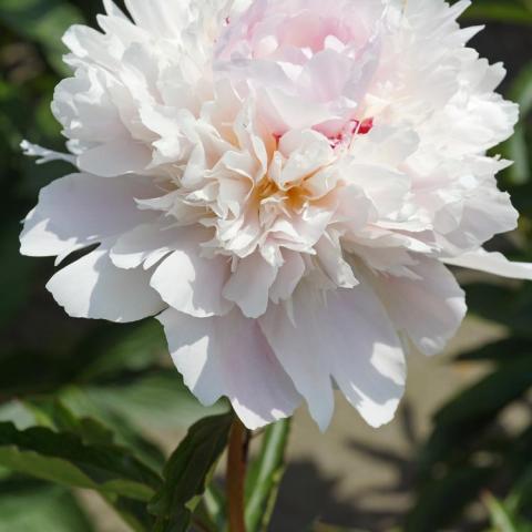 Paeonia Alertie, very light pink double