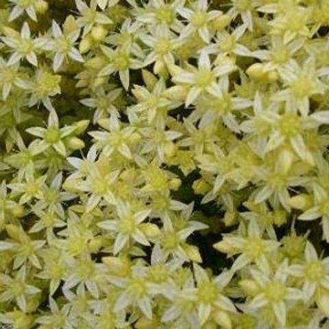 Sedum Oktoberfest, light yellow star-shaped flowers