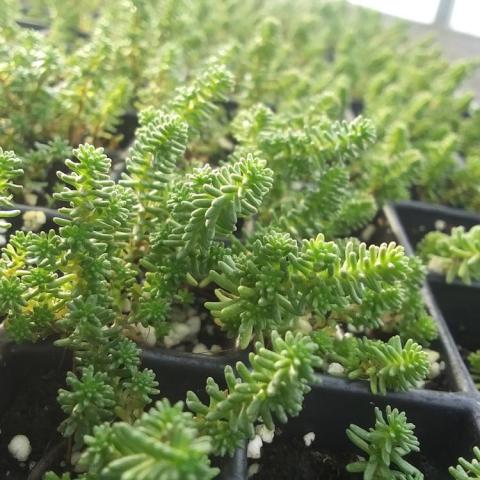 Sedum Watch Chain, very small green succulent leaves