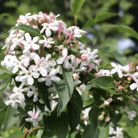 Abelia Sweet Emotion Blaze, small pinkish white flowers in a cluster