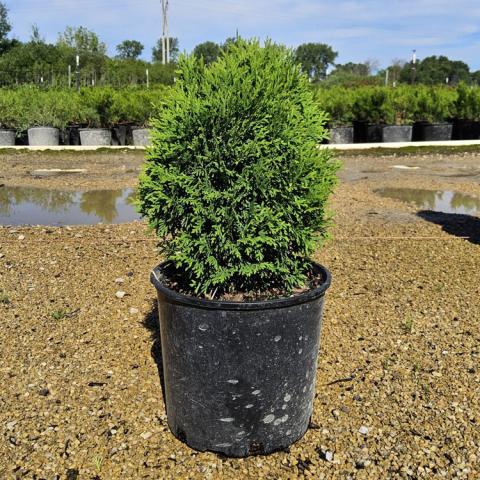 Thuja Little Giant, slightly vertical oval green evergreen