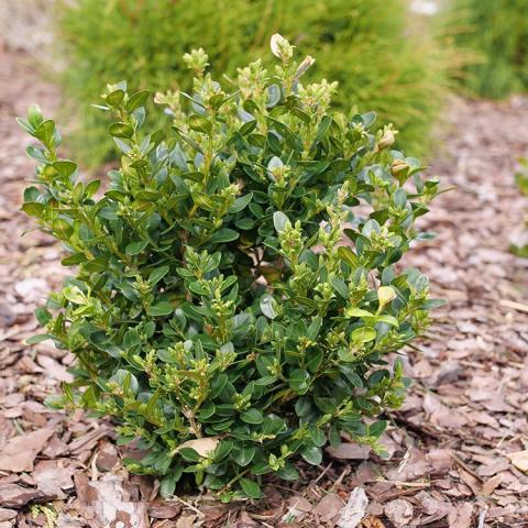 Buxus Neatball, compact boxwood with green leaves