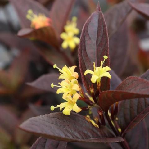 Lonicera Kodiak Jet Black, very dark purple-maroon leaves with small light yellow flower