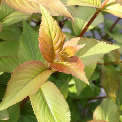 Lonicera Kodiak Spiced, yellow green leaves with new growth orange-tinged